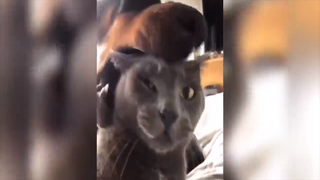 Khi các con vật massage cho nhau...