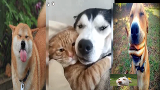 Chú cún có tình bạn ai cùng...