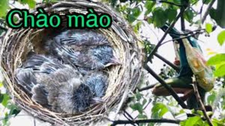 Để 2 Tổ Chim Gần Nhau Xem Phản Ứng Chim Mẹ Và Cái Kết Cả 2 Chim Mẹ Đều Mớm  Mồi Cho Con - YouTube