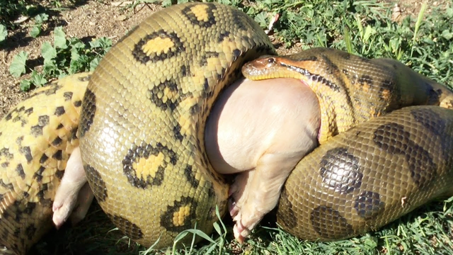 Trăn anaconda khổng lồ nuốt chửng мột con lợn