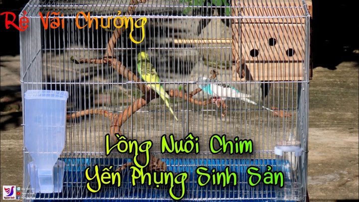 Chim vẹt yến phụng - PetXinh.net Nhím Kiểng Hamster Thỏ Bọ Ú giá rẻ