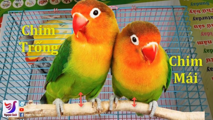 Phân biệt vẹt Lovebird(vẹt mẫu đơn) trống mái. How to identify male or  female Lovebird? - YouTube