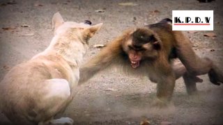 Chó nhà đánh nhau với khỉ -...