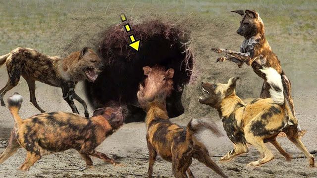 Chó hoang vs Lợn rừng | Sư tử tấn công Trâu | Động vật hoang dã tấn công -  20 Nails