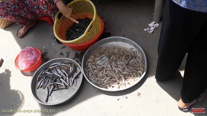 Cách làm mồi câu cá ngát [Tuyệt chiêu câu cá ngát trúng 100%]
