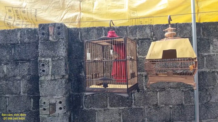 Chửa Ngoái Ngửa Hết 100 % Chim bị tầm 4 or 5 tháng | Diễn Đàn Chim Cảnh  Việt Nam