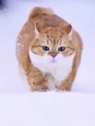 Bé mèo vàng trong làng tuyết...