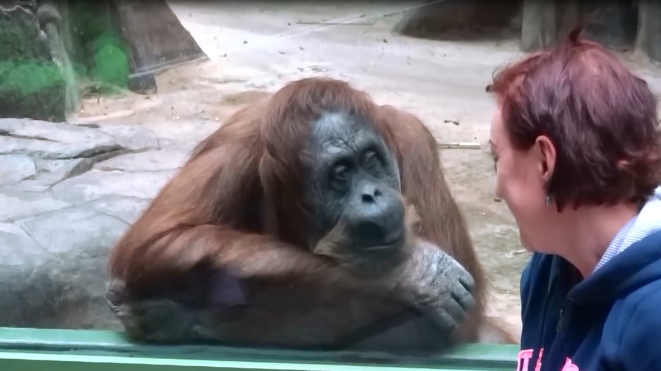 Zookeeper Engages in Negotiation with Orangutan for Child's Safe Return in Thailand Khi Con Người Bị Khỉ Troll