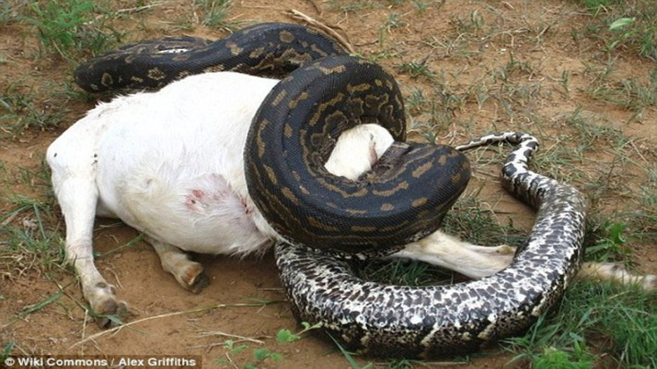 Clip động vật: Cận cảnh trăn Anaconda nuốt chứng con trâu khổng lồ - YAN TV