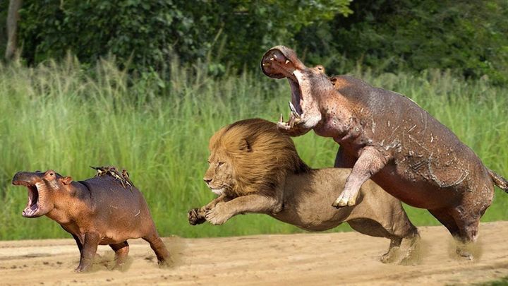 Trận chiến sinh tử giữa hà mã và sư tử