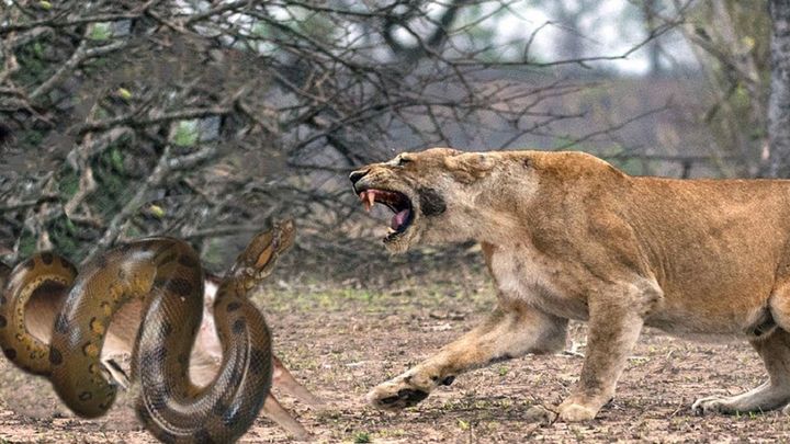 Trận chiến sinh tử giữa trăn khổng lồ và sư tử.