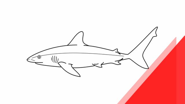 Mách Bạn Nhiều Hơn 110 Cá Mập Hình Vẽ Mới Nhất - Tin Học Vui