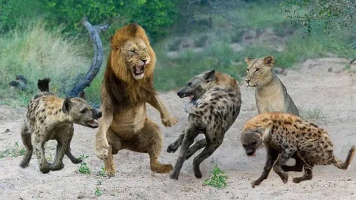Trận quyết chiến giữa linh cẩu và sư tử để dành miếng ăn