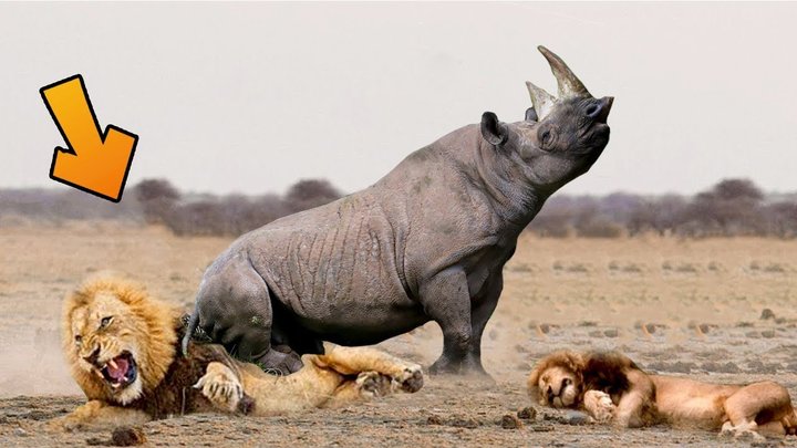 Trận chiến lịch sử: Tê giác đánh bại sư tử hung dữ | Sư tử tấn công Trâu || Động vật hoang dã tấn công -21092021- 20 Nails
