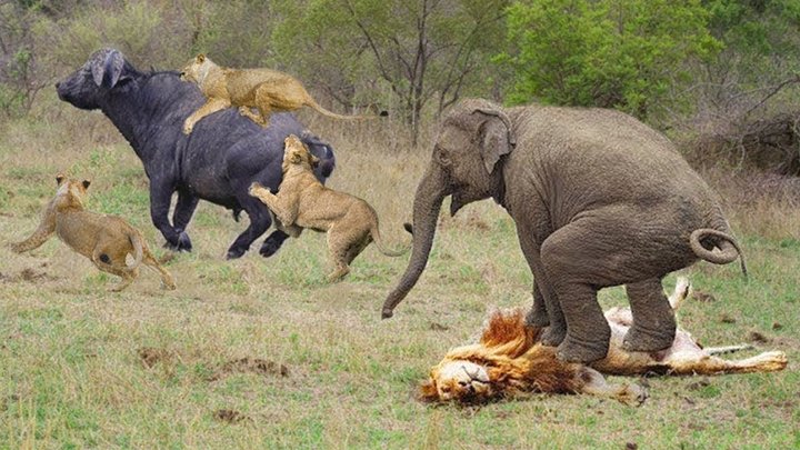 Voi cứu trâu khỏi sự săn mồi của sư tử - Hổ với Cá sấu, khỉ đầu ...