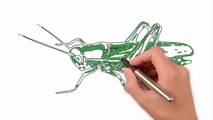 Hướng Dẫn Vẽ Và Tô Màu Con Châu Chấu - Thích Vẽ