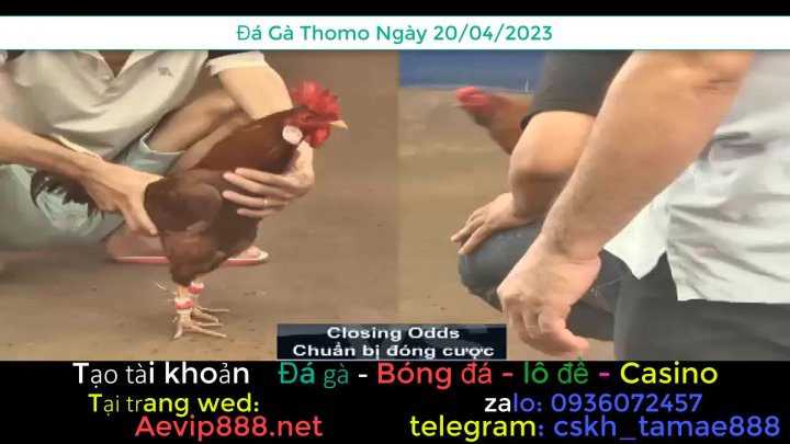 Đá Gà Trực Tiếp Thomo - Đá Gà Thomo - Đá Gà Casino - Trận Gà Hay Của Thế  Anh Bến Tre